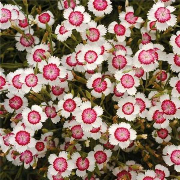 Changxia Dianthus