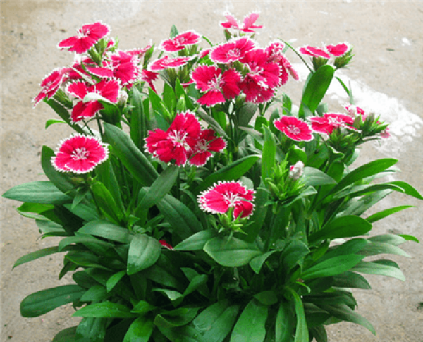Picture of Changxia Dianthus cultivation