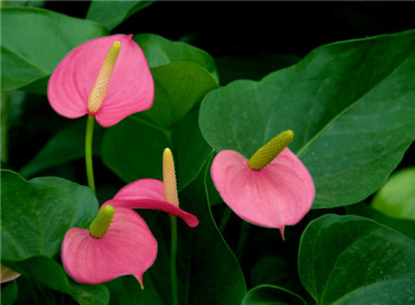 Photo Pink Palm