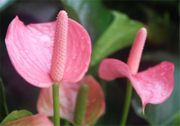 Photo Pink Palm