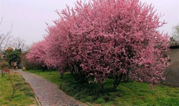 Purple Leaf Plum