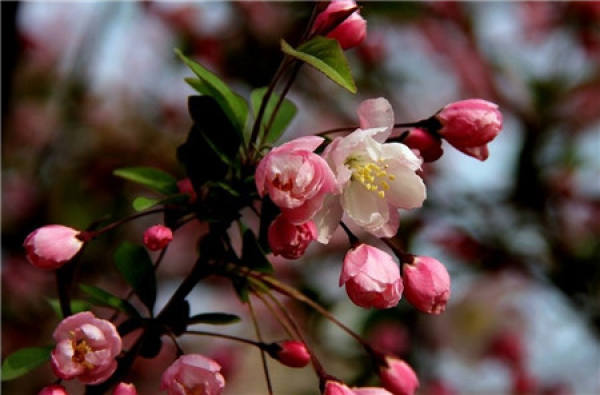 Flowering period of Malus pendula