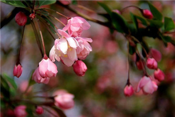 Flowering period of Malus pendula