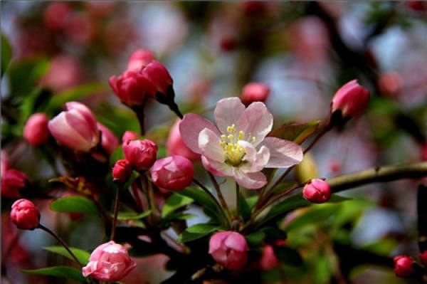 Florescence regulation and control of Malus pendula