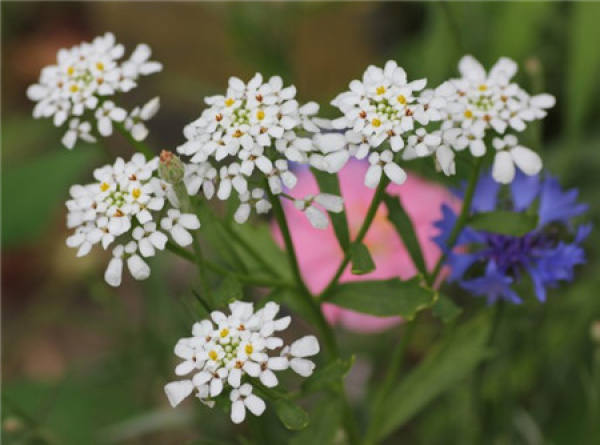 Propagation method of inflorescence