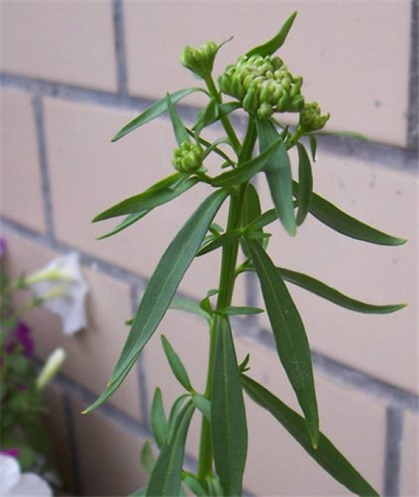 Propagation method of inflorescence
