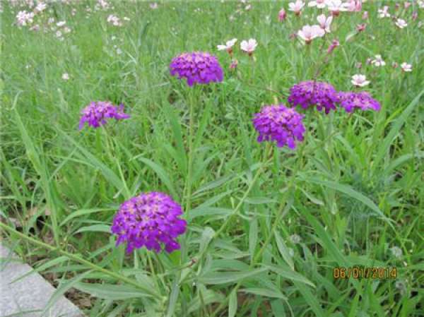Propagation and Maintenance of Campanulaceae