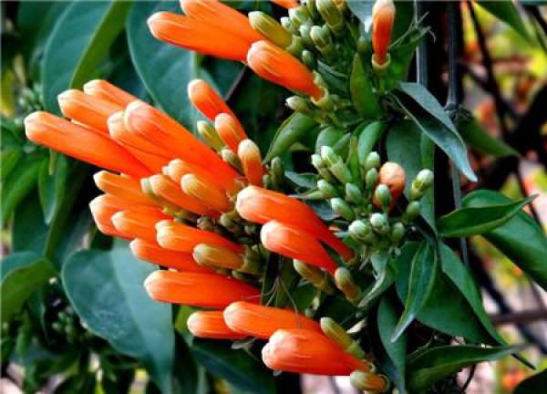 Flowering period of firecracker flower