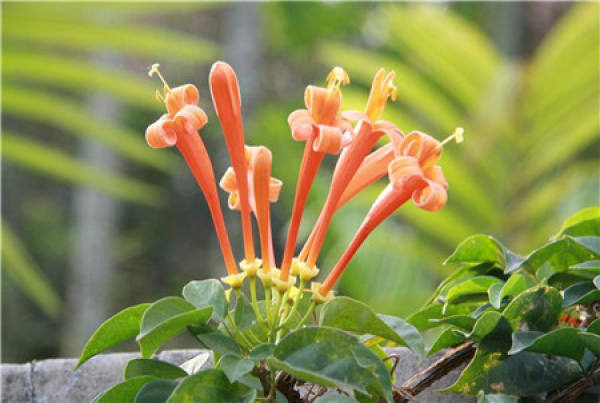 Flowering period of firecracker flower