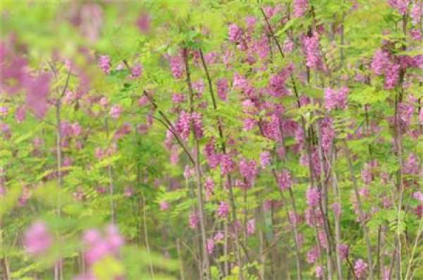 The Flower Language of Sophora japonica