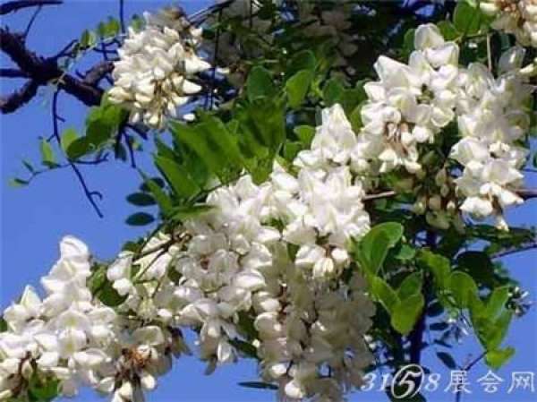 The Cultural Implication of Sophora japonica