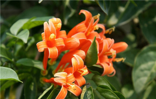Points for attention in raising firecracker flower
