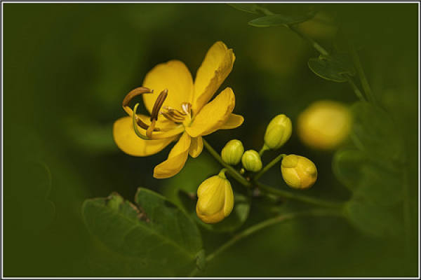 Sophora japonica
