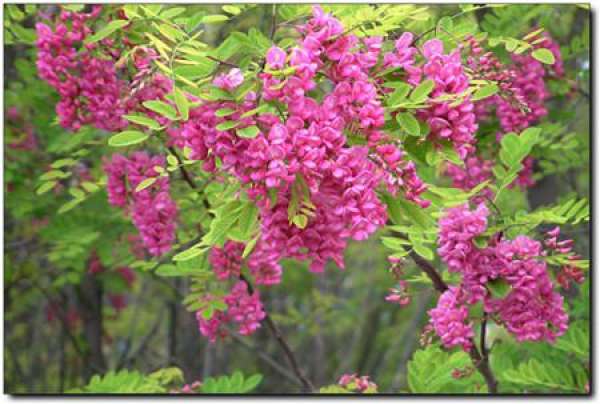 Sophora japonica