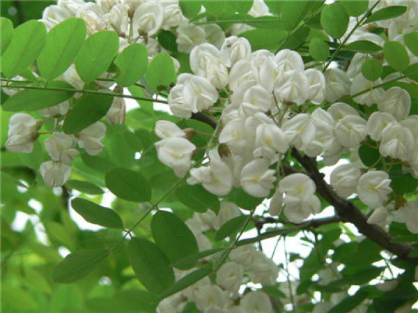 Sophora japonica