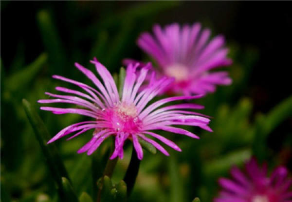 Pine Leaf Chrysanthemum