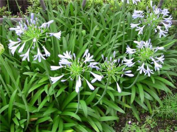 Maintenance of Agapanthus praecox in Flowering Period