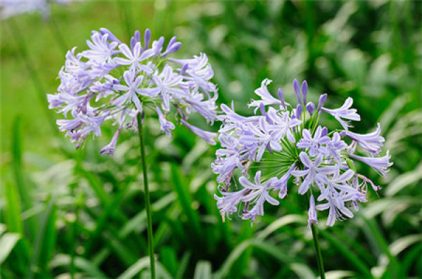 Agapanthus florescence