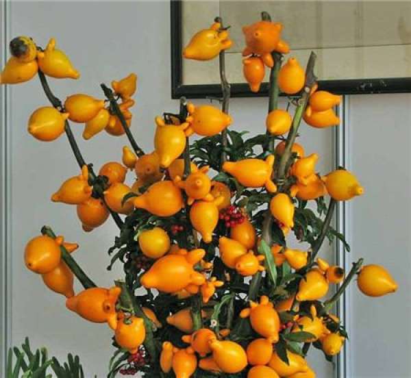 Sowing and Propagation of Golden Fruit