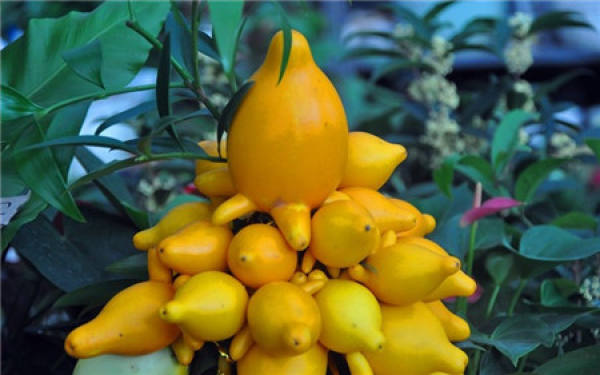 Sowing and Propagation of Golden Fruit
