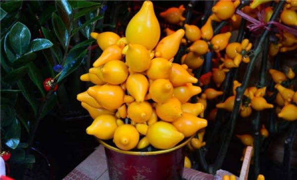 Grafting Propagation and Layering Propagation of Golden Fruit