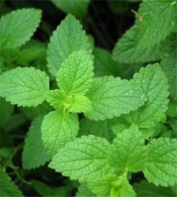 Peppermint Picture
