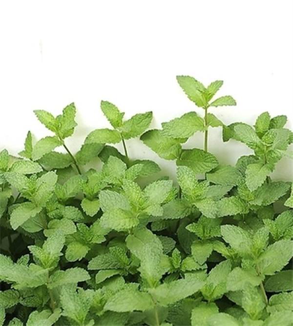 Mint cutting