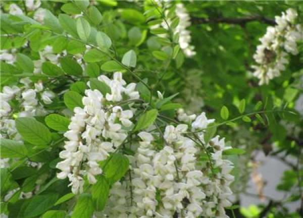 Method for pruning Sophora flower