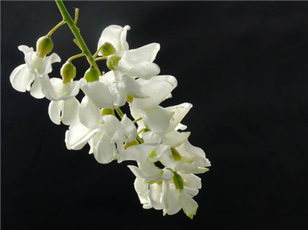 Points for Attention in Pruning Sophora japonica