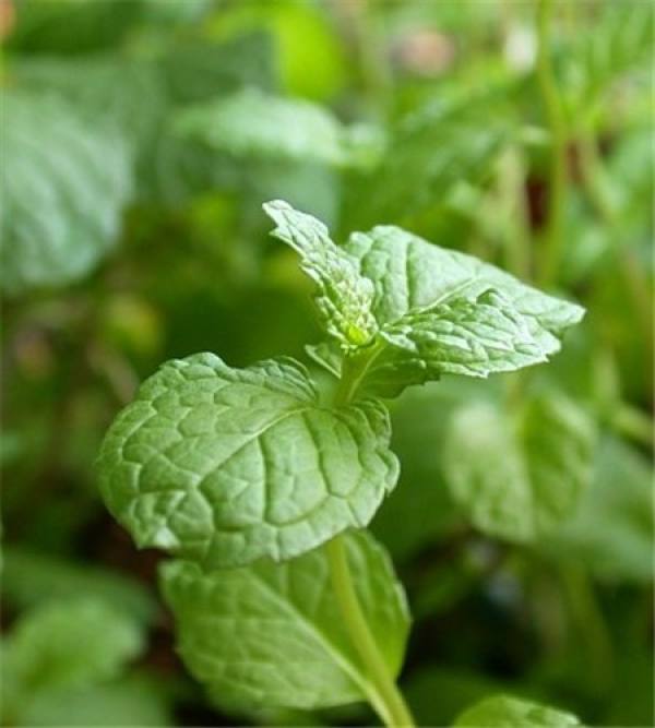 Cuttage propagation method of mint