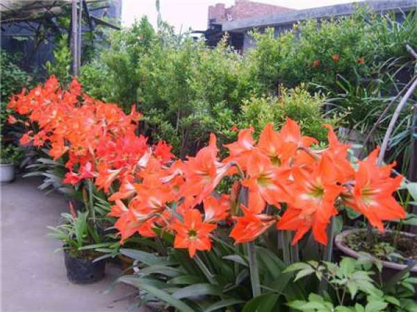 The Flowering Period of Amaryllis