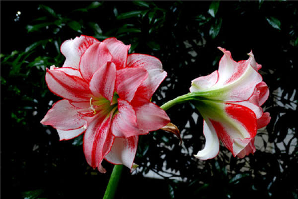 The Flowering Period of Amaryllis