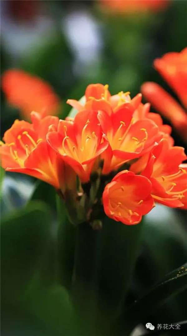 Clivia miniata Clivia miniata