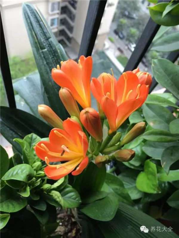 Clivia miniata Clivia miniata