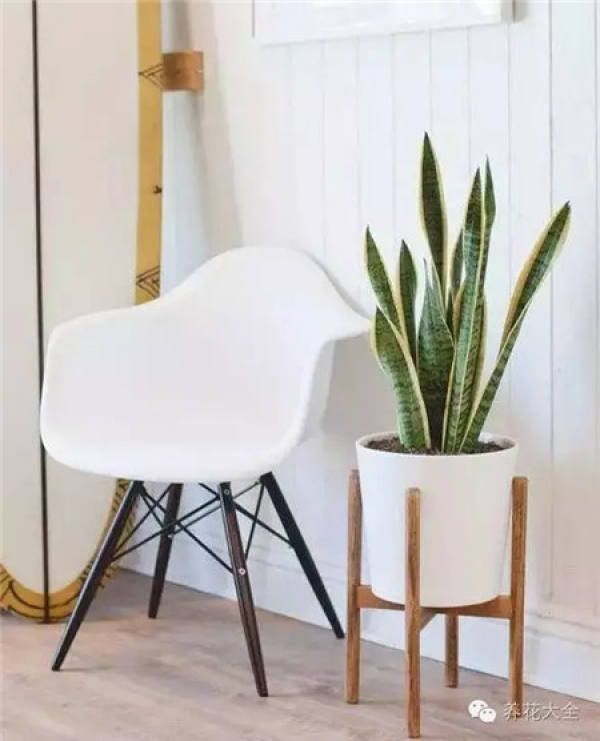 Clivia miniata Clivia miniata