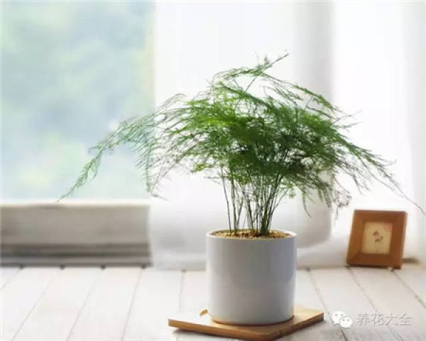 Clivia miniata Clivia miniata