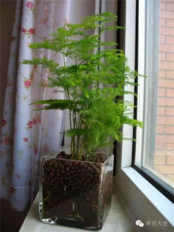 Clivia miniata Clivia miniata