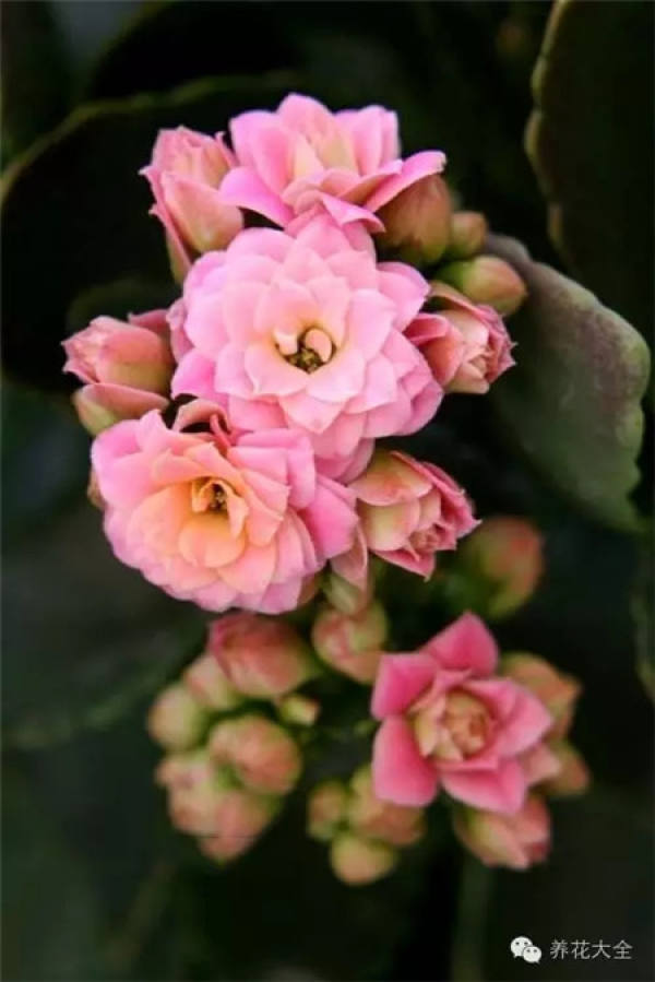 Clivia miniata Clivia miniata