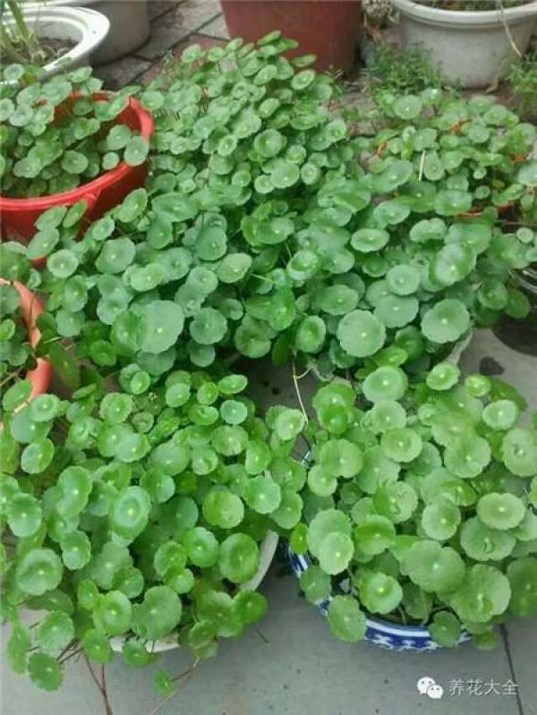 Clivia miniata Clivia miniata