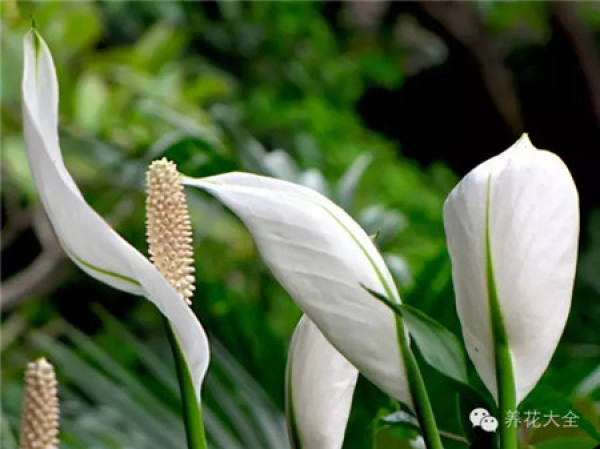 Clivia miniata Clivia miniata