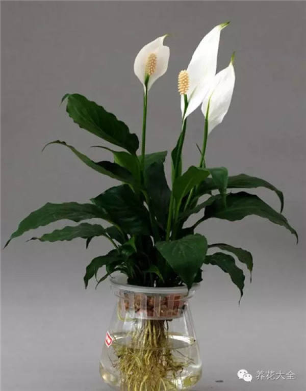 Clivia miniata Clivia miniata