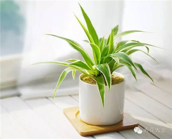 Clivia miniata Clivia miniata