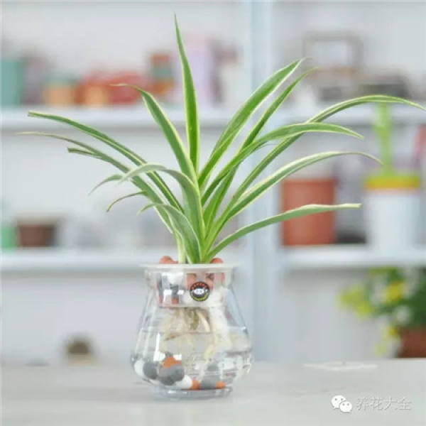 Clivia miniata Clivia miniata