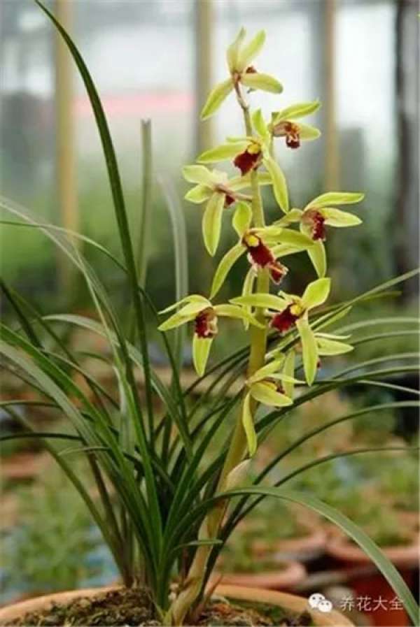 Clivia miniata Clivia miniata