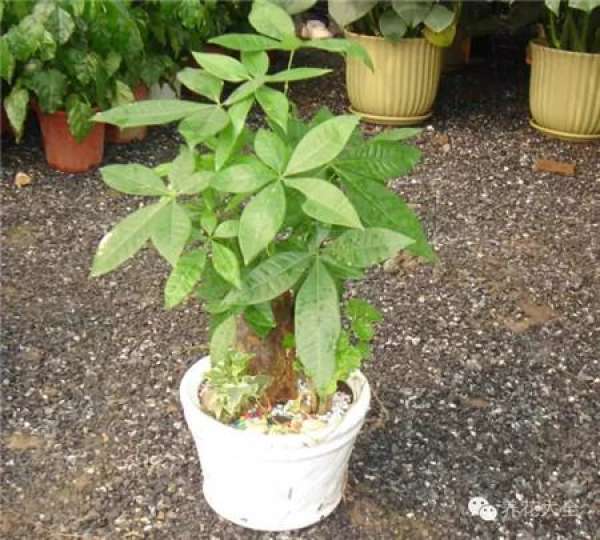 Clivia miniata Clivia miniata