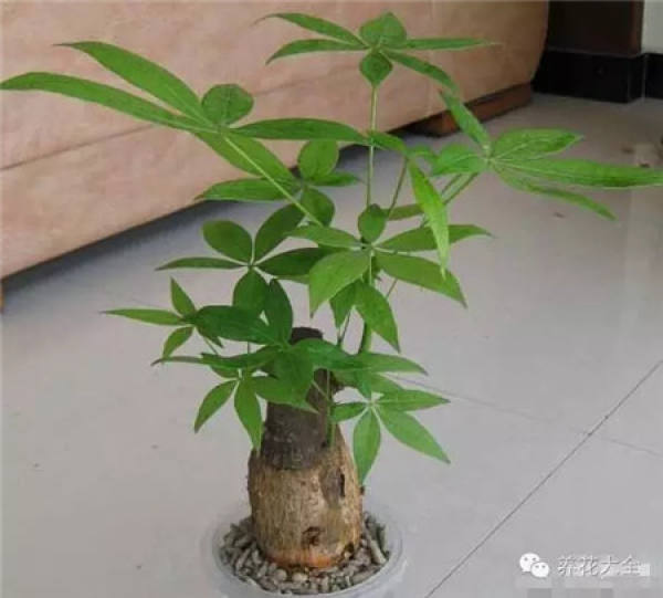 Clivia miniata Clivia miniata