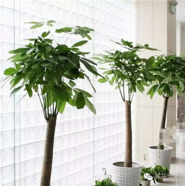 Clivia miniata Clivia miniata