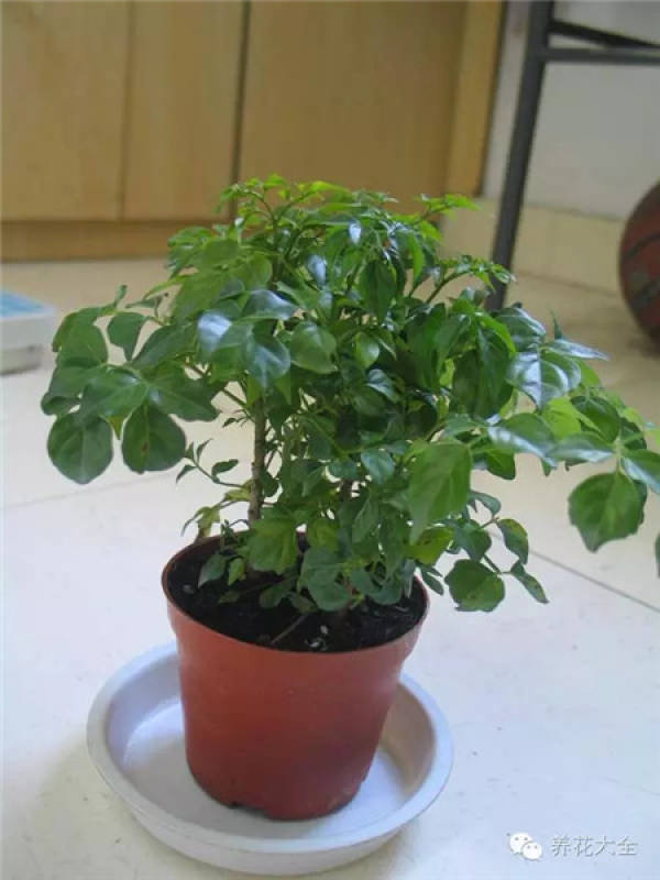 Clivia miniata Clivia miniata