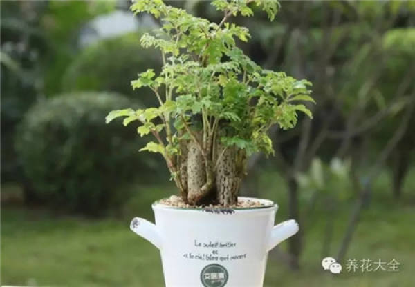 Clivia miniata Clivia miniata