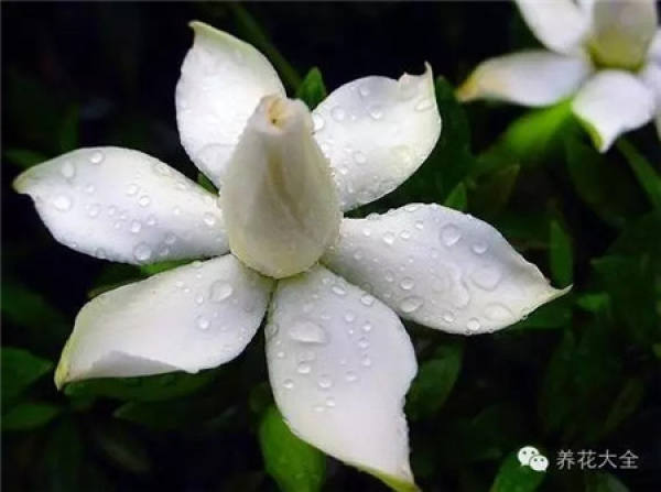 Clivia miniata Clivia miniata